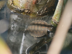 Mauremys leprosa leprosa