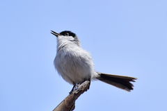 Polioptila nigriceps