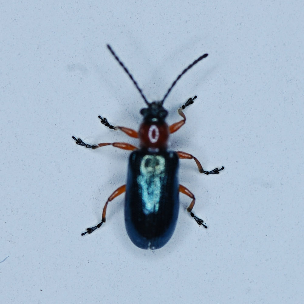【omaerulemamore 】BEETLE LAC Oulema obscura