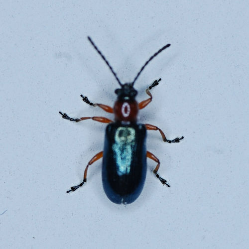 Oulema melanopus