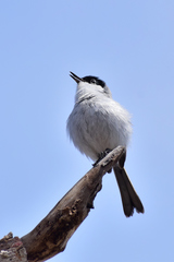 Polioptila nigriceps