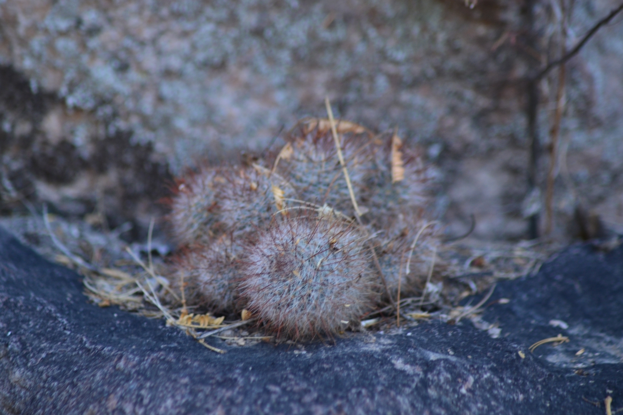 Imagem de Mammillaria bocasana é conhecida popularmente como "Cacto-pulga"