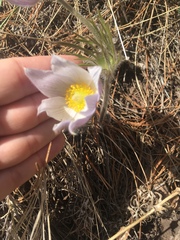 Pulsatilla nuttalliana
