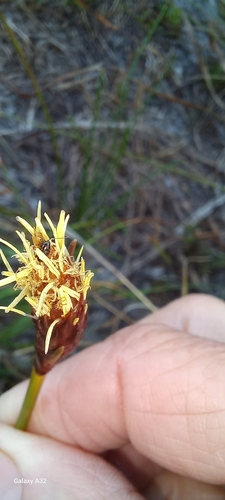 Image of Ficinia deusta by (c) Adele SL, some rights reserved (CC BY)
