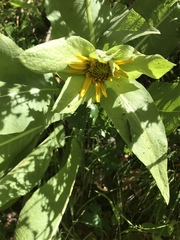 Wyethia glabra