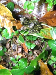 Kurixalus eiffingeri