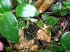 Kurixalus eiffingeri