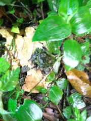 Kurixalus eiffingeri
