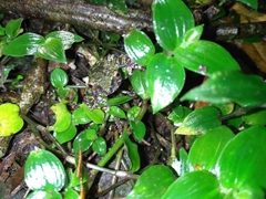 Kurixalus eiffingeri