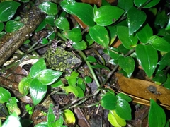 Kurixalus eiffingeri