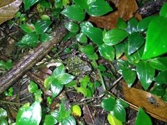 Kurixalus eiffingeri