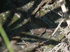 Mauremys leprosa leprosa