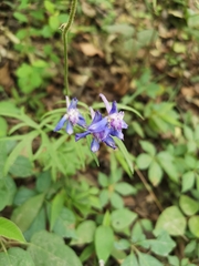 Delphinium madrense