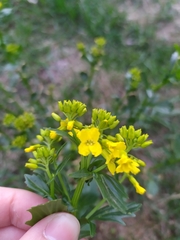Barbarea vulgaris