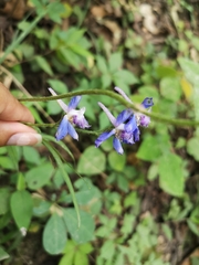 Delphinium madrense