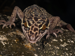 Libo Leopard Gecko photo 1
