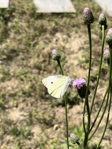 Small White