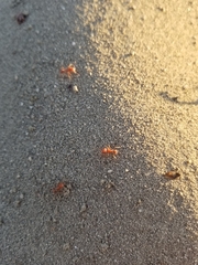 Pogonomyrmex californicus