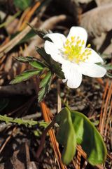 Anemonoides nemorosa
