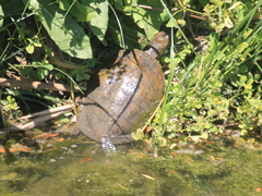 Mauremys leprosa leprosa