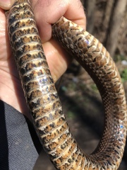 Nerodia sipedon