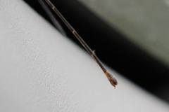 Metaleptobasis bovilla