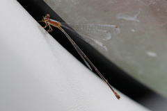 Metaleptobasis bovilla