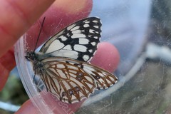 Melanargia occitanica