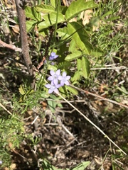 Gilia achilleifolia