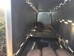 Peromyscus fraterculus