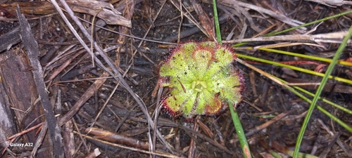 Image of Drosera aliciae by (c) Adele SL, some rights reserved (CC BY)