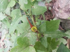 Aristolochia pentandra