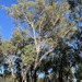 Eucalyptus andrewsii - Photo (c) Dean Nicolle, algunos derechos reservados (CC BY-NC), subido por Dean Nicolle
