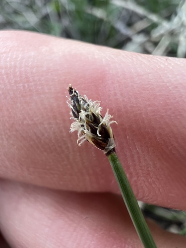 flatstem spikerush (Eleocharis compressa)