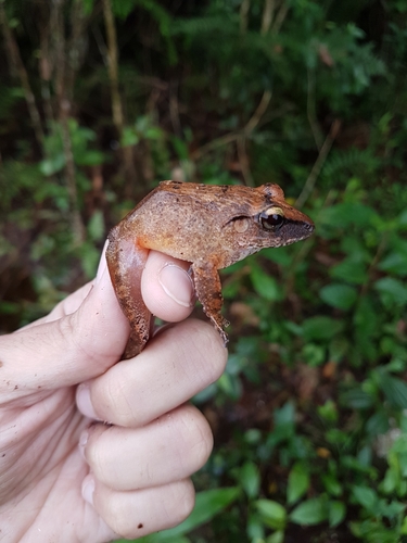 Haddadus binotatus