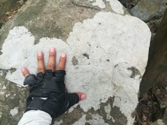 Bagliettoa calciseda