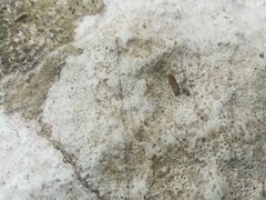 Bagliettoa calciseda