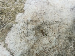 Bagliettoa calciseda