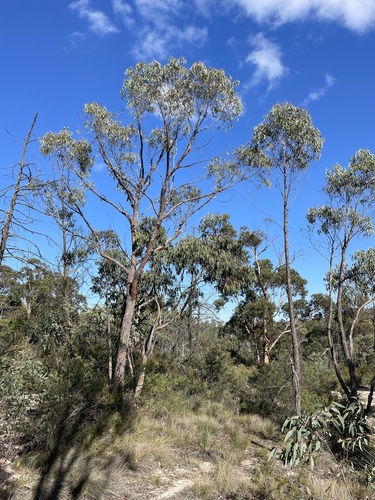Eucalyptus youmanii