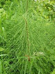 Equisetum