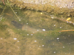 Mauremys leprosa leprosa