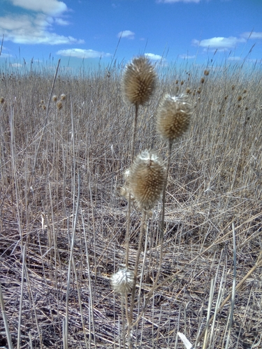 Dipsacus gmelinii (Dipsacus gmelinii)