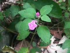 Scutellaria seleriana