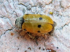 Lachnaia sexpunctata