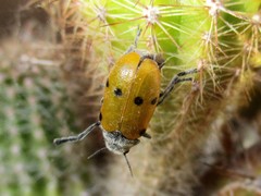 Lachnaia sexpunctata