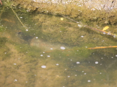 Mauremys leprosa leprosa