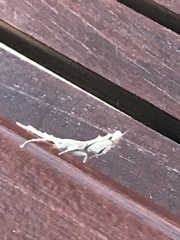 Tarachodes