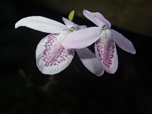 Pseuderanthemum latifolium, photograph 4