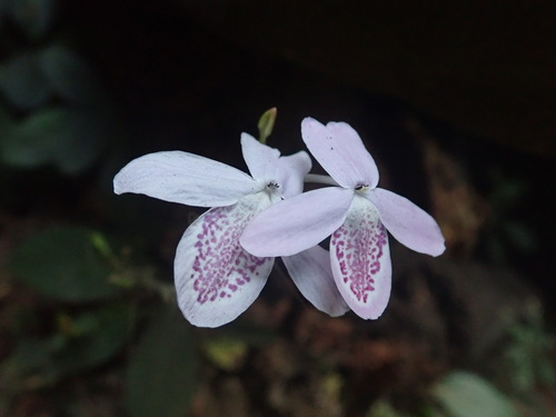 Pseuderanthemum latifolium, photograph 5