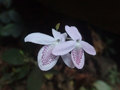 Pseuderanthemum latifolium